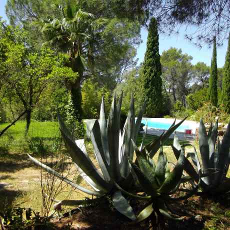 Jardin - Piscine